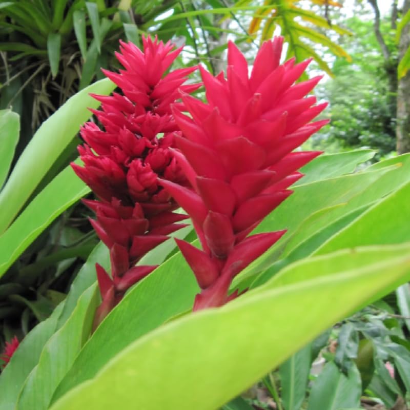 Turmeric Ginger Plants Live for Planting D80721