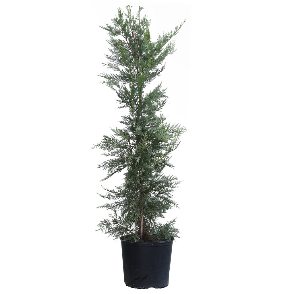 Leyland Cypress Trees M46562