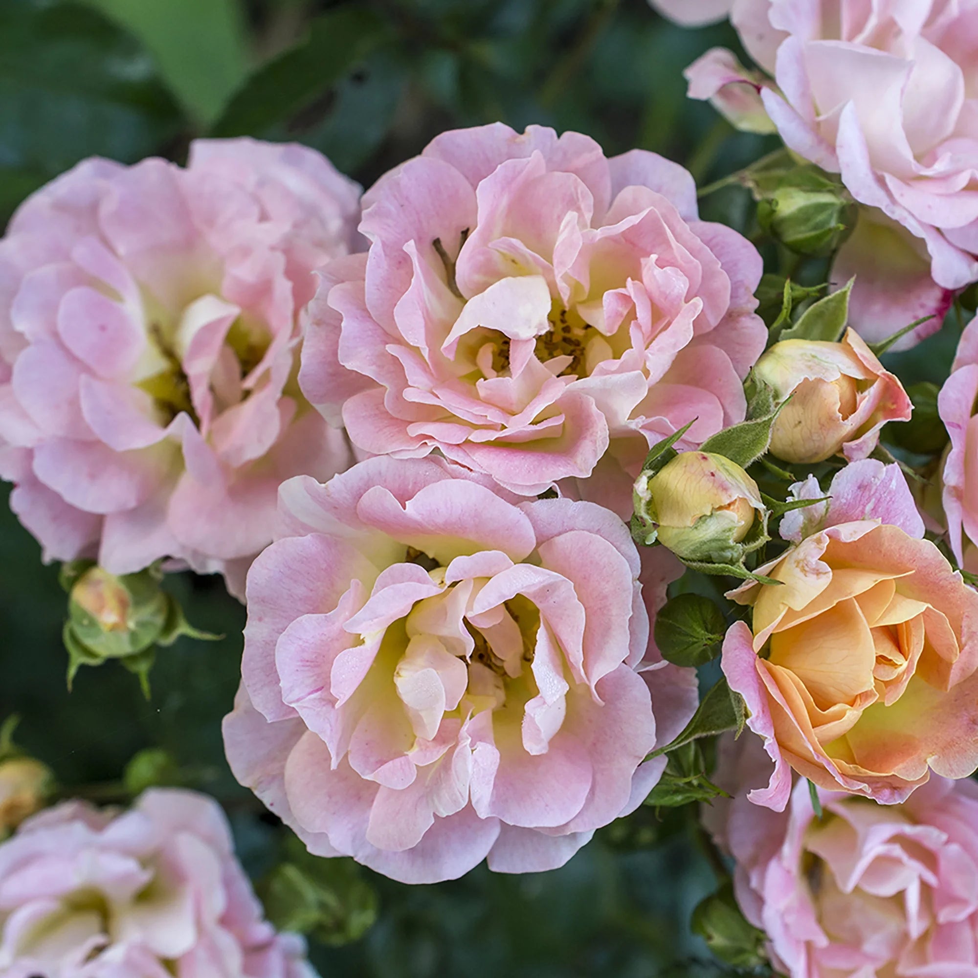 Peach Rose Live Shrub (2 Gallon) Q734109