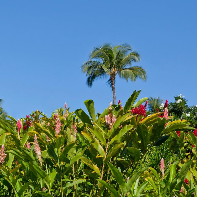 Turmeric Ginger Plants Live for Planting D80721