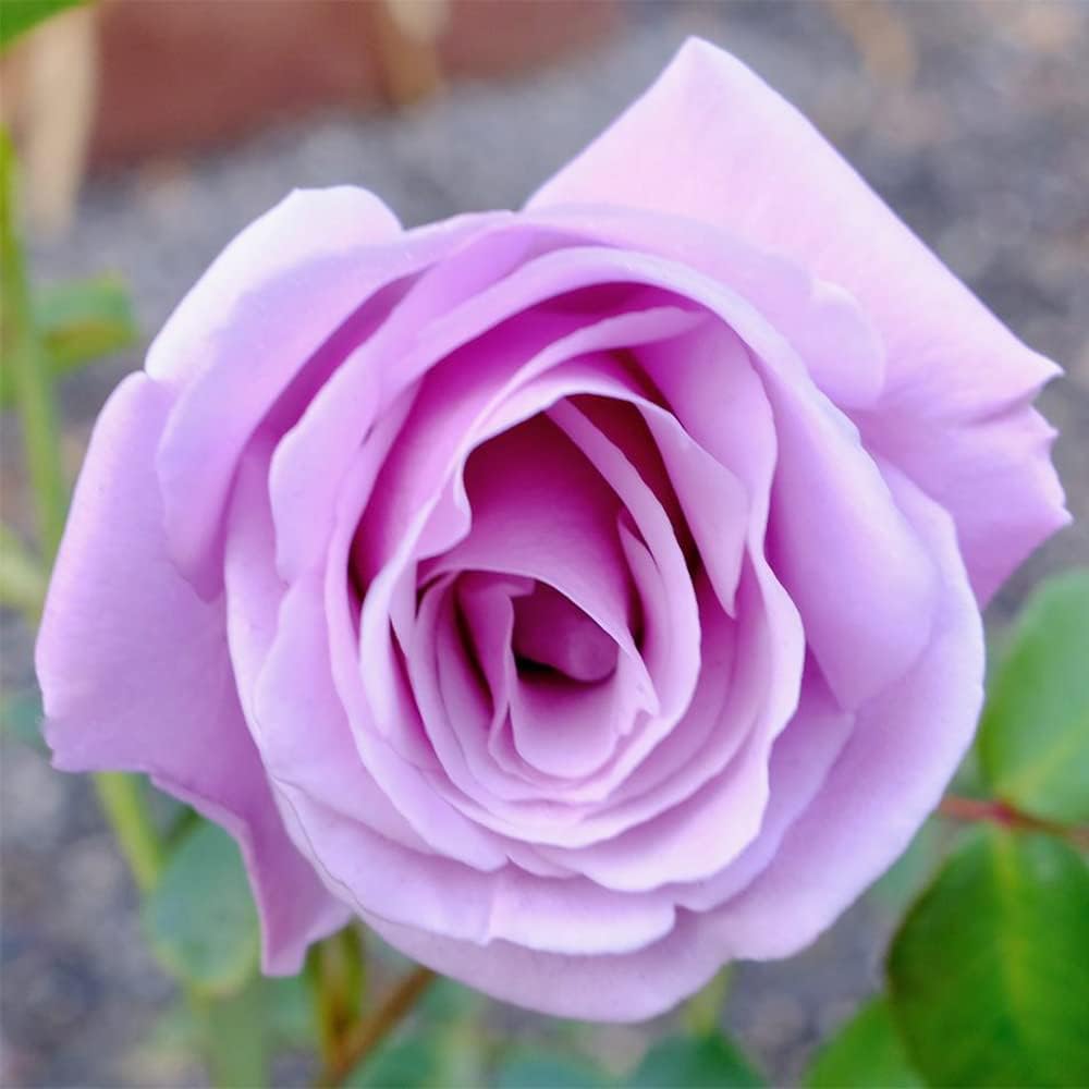 100 Rare Sterling Silver Rose Seeds Perennial Climbing Rosa Bush Vine Flower D3548