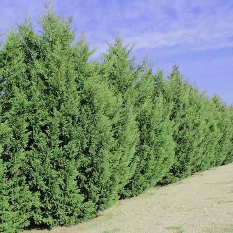 Leyland Cypress Trees M46562