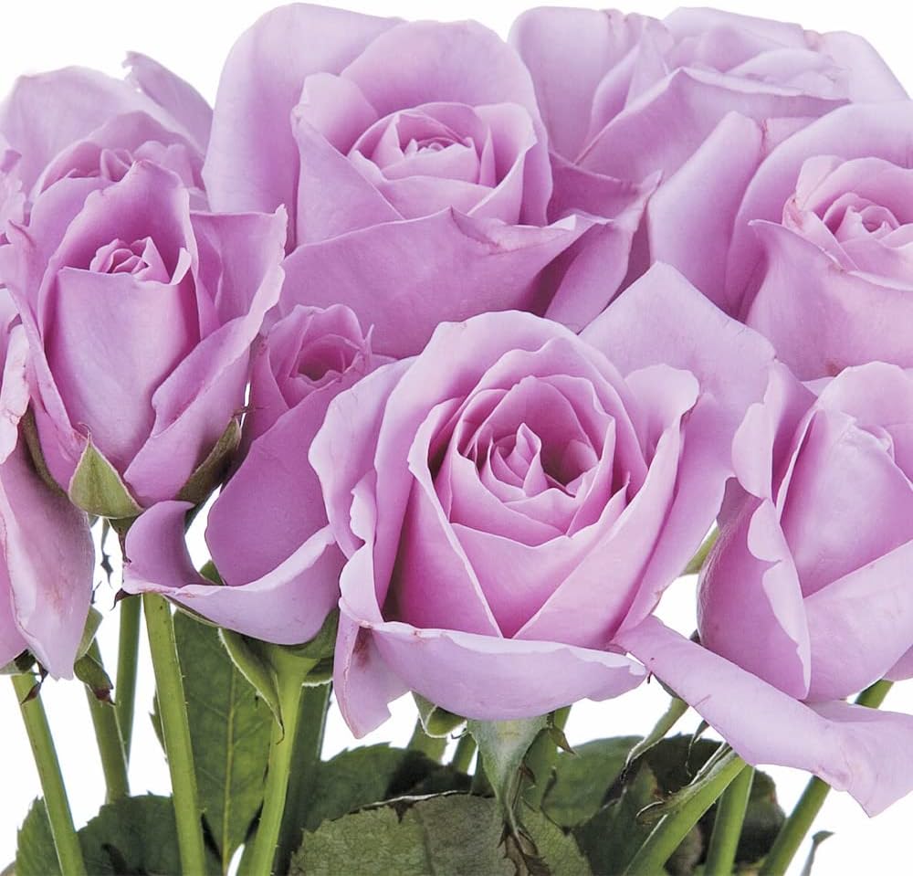 100 Rare Sterling Silver Rose Seeds Perennial Climbing Rosa Bush Vine Flower D3548