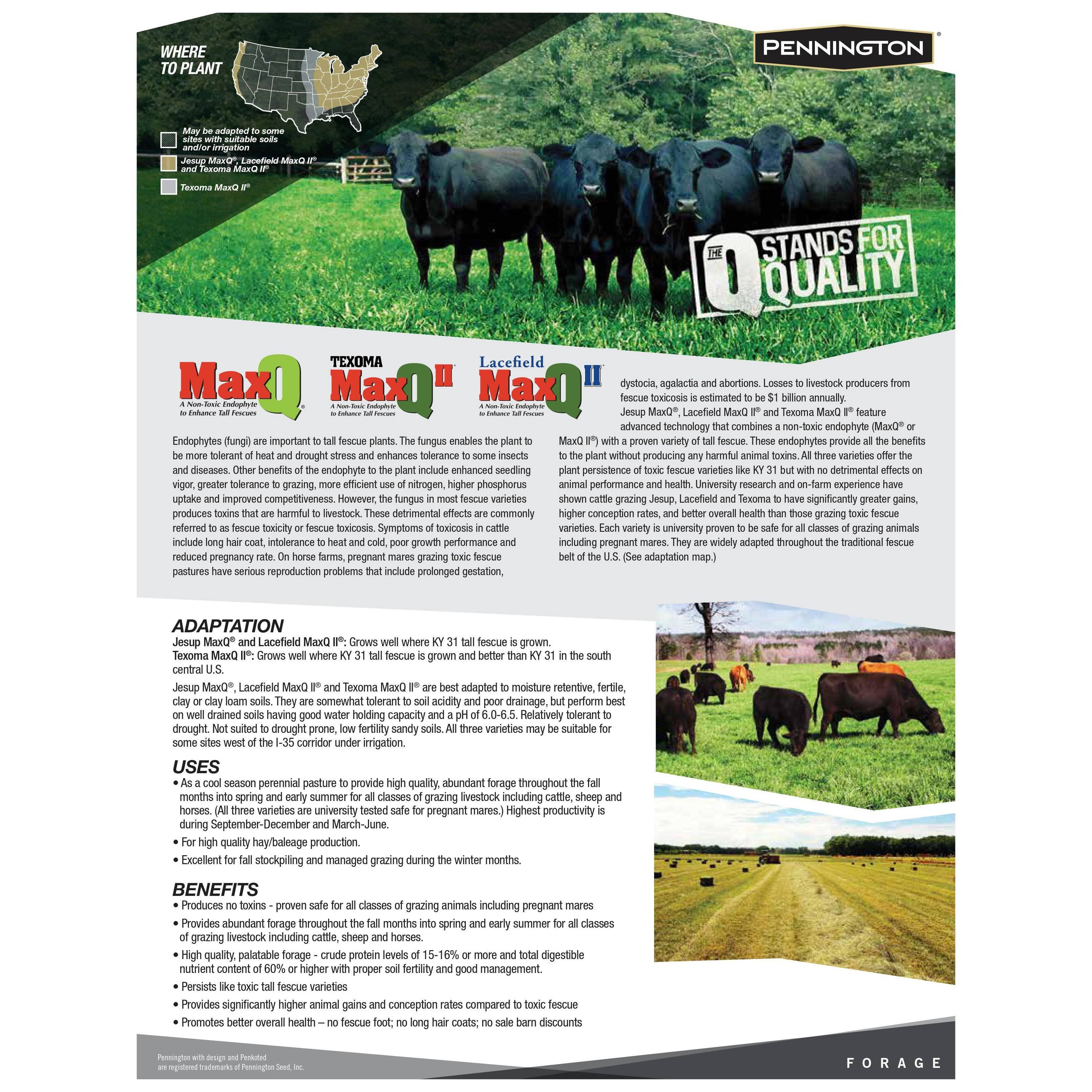 MaxQ Jesup Forage Tall Fescue Q256291