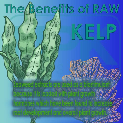 2 oz RAW Kelp K998872