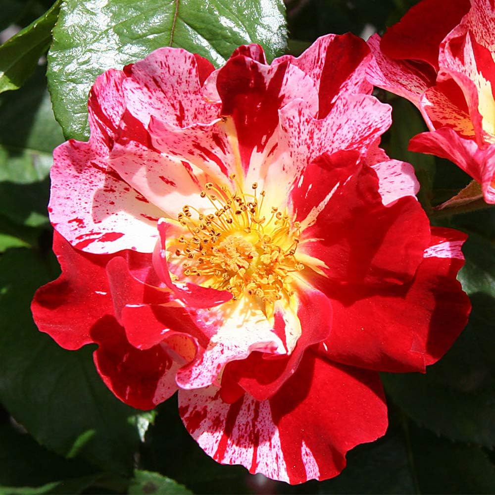 Red and White Climbing Rose Bush B449