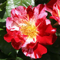 Red and White Climbing Rose Bush B449