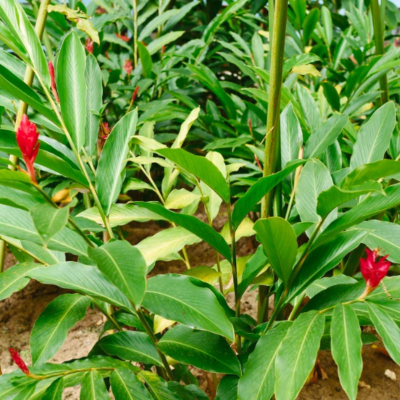 Turmeric Ginger Plants Live for Planting D80721