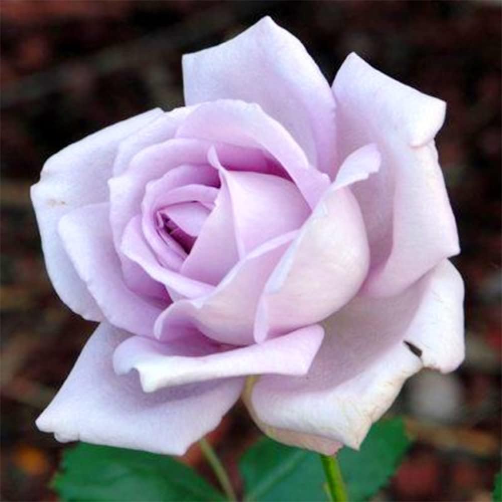 100 Rare Sterling Silver Rose Seeds Perennial Climbing Rosa Bush Vine Flower D3548