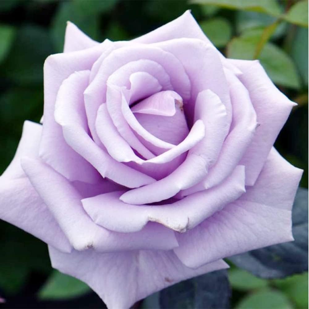 100 Rare Sterling Silver Rose Seeds Perennial Climbing Rosa Bush Vine Flower D3548