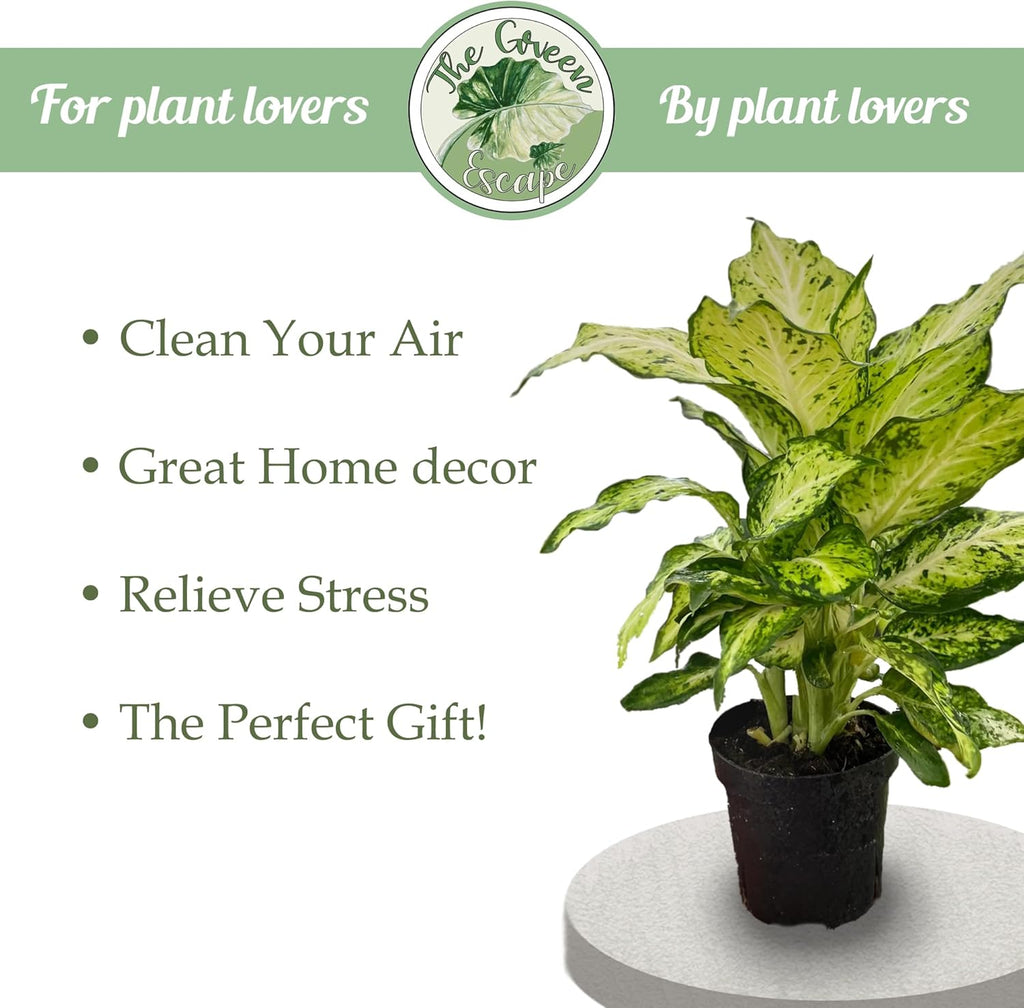 Purple Passion Fruit Starter Plant C465895