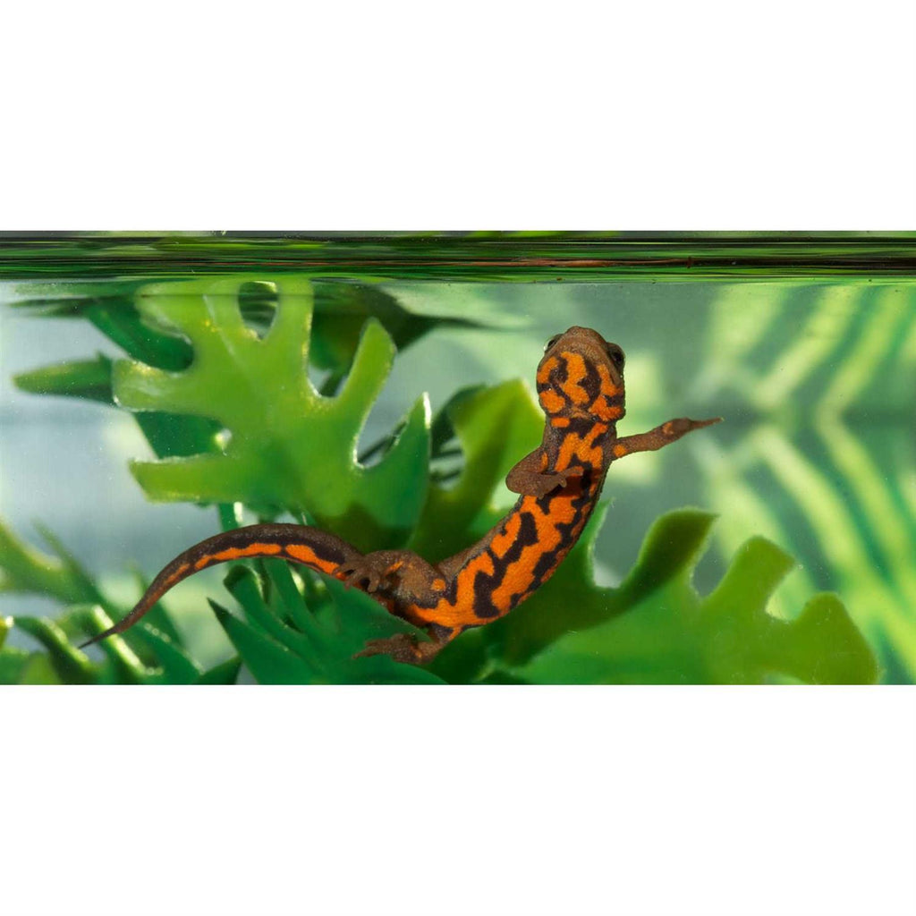 Paludarium Terrarium and Aquarium R3438