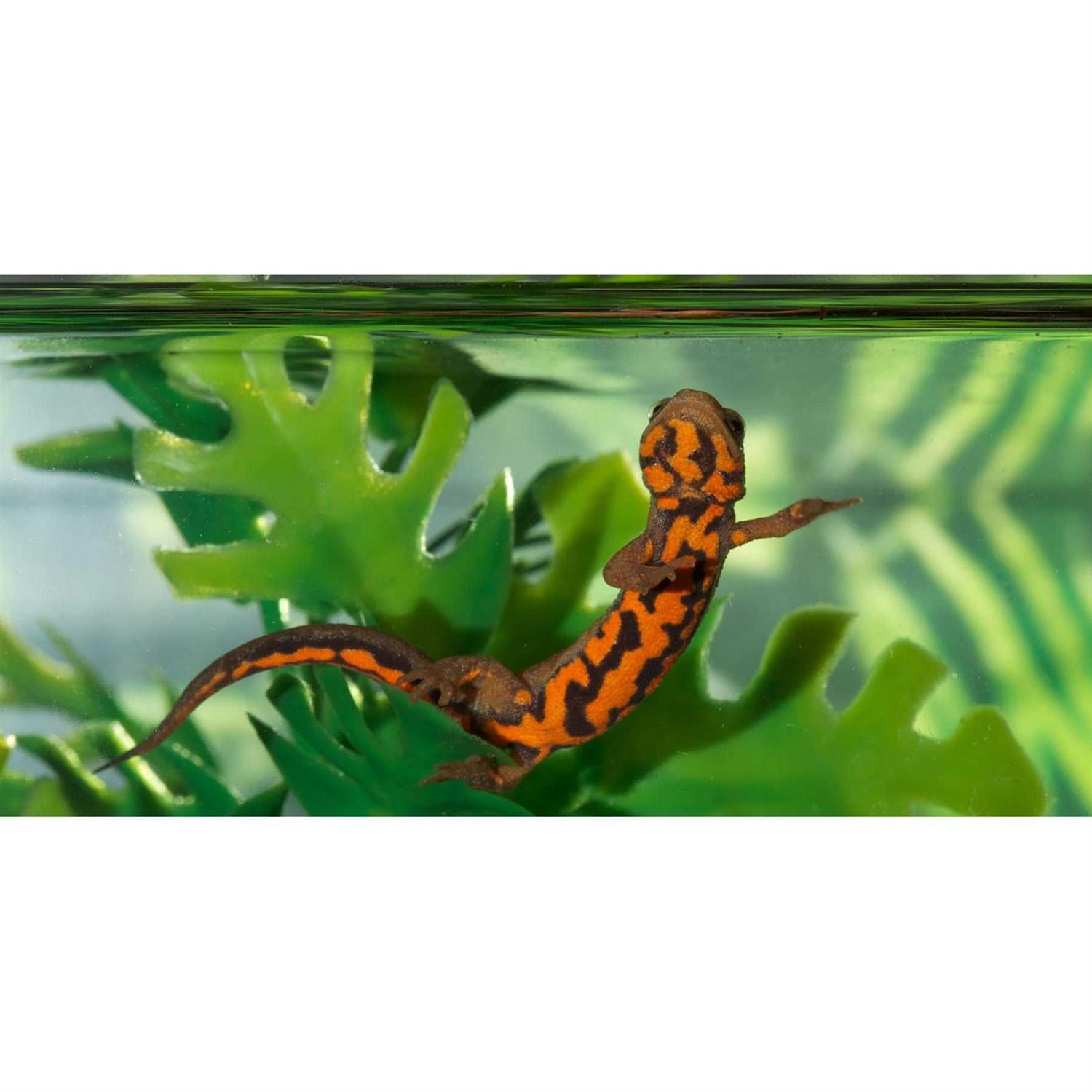 Paludarium Terrarium and Aquarium R3438