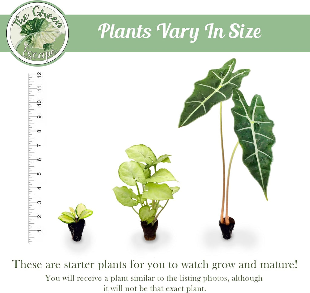 Purple Passion Fruit Starter Plant C465895