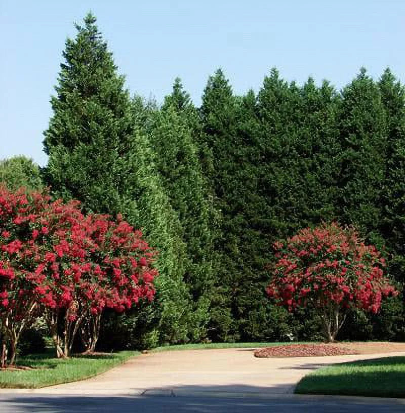 Leyland Cypress Trees M46562