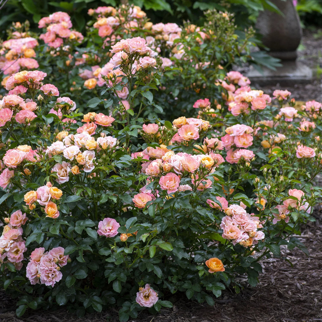 Peach Rose Live Shrub (2 Gallon) Q734109