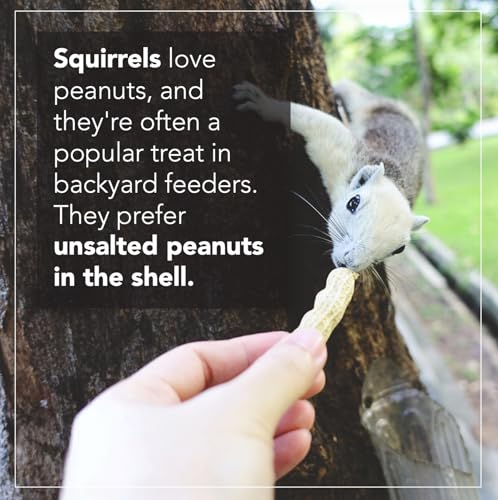 Raw Peanuts (50 LBS) Q154