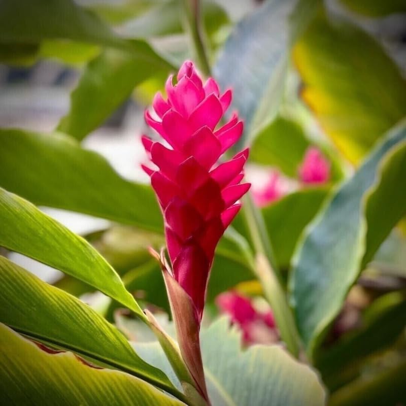 Turmeric Ginger Plants Live for Planting D80721