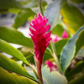 Turmeric Ginger Plants Live for Planting D80721