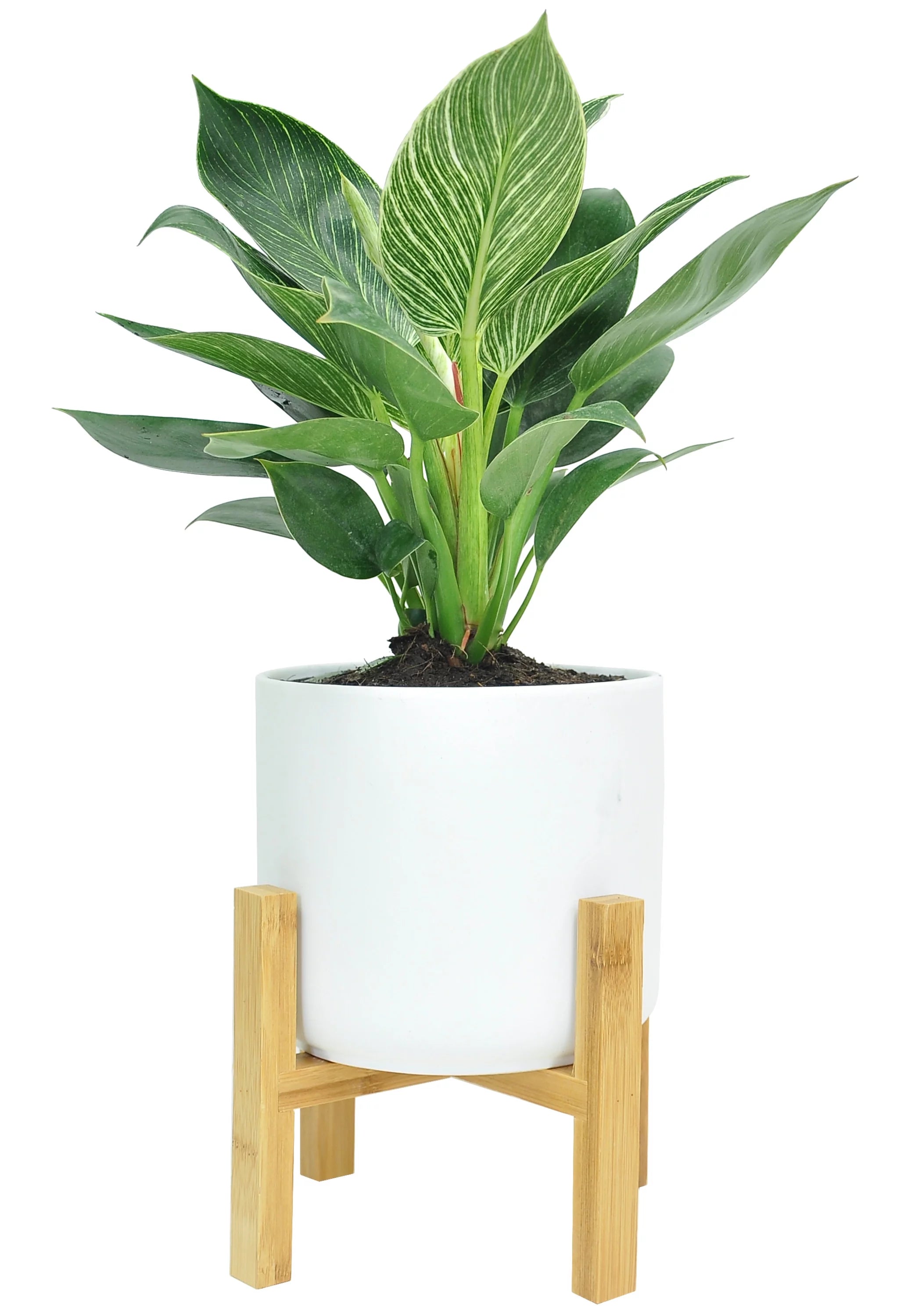 14in. Tall Philodendron Birkin Plant in 6in. Pot E61767