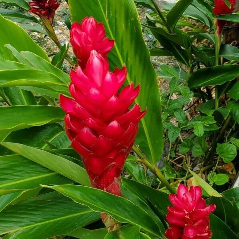 Turmeric Ginger Plants Live for Planting D80721