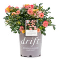 Peach Rose Live Shrub (2 Gallon) Q734109