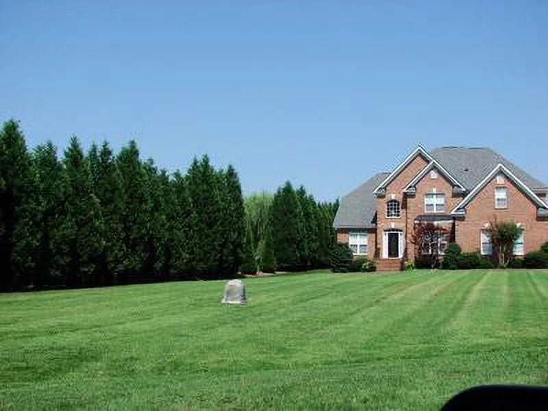 Leyland Cypress Trees M46562