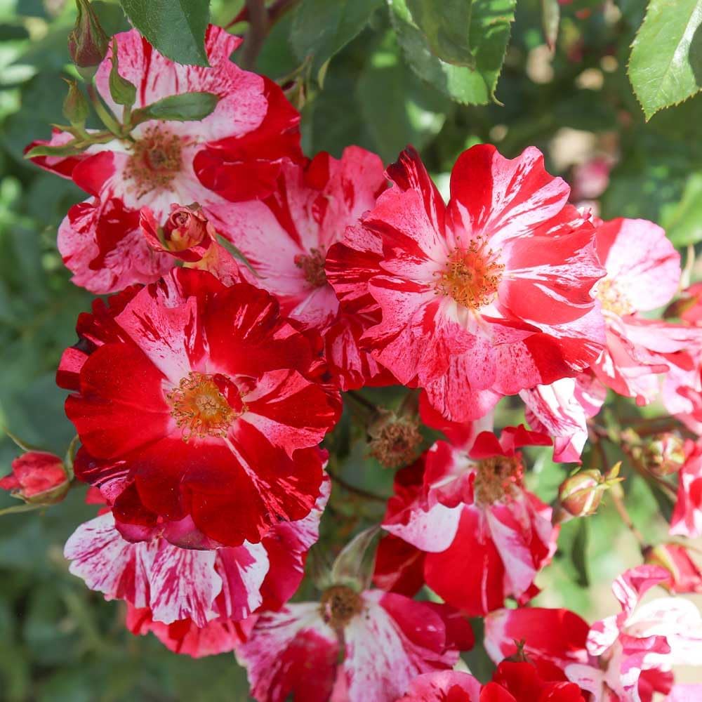 Red and White Climbing Rose Bush B449