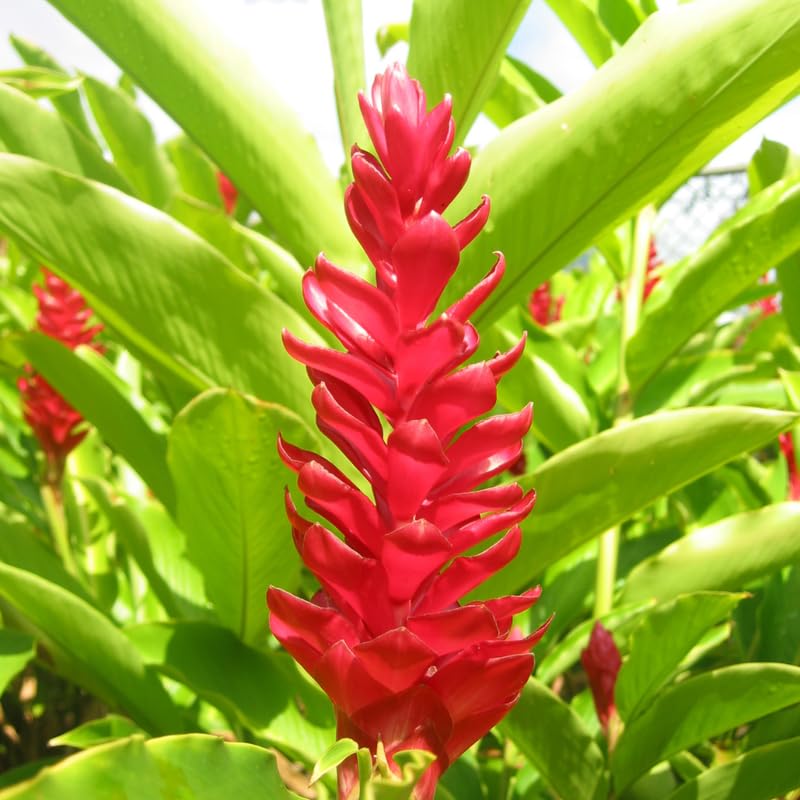 Turmeric Ginger Plants Live for Planting D80721