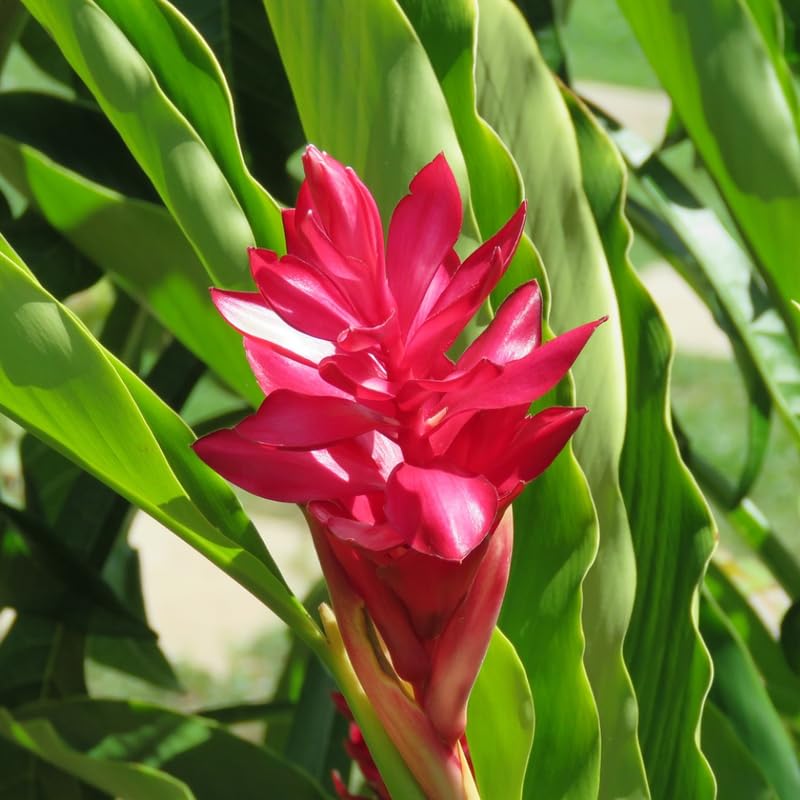 Turmeric Ginger Plants Live for Planting D80721