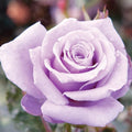 100 Rare Sterling Silver Rose Seeds Perennial Climbing Rosa Bush Vine Flower D3548
