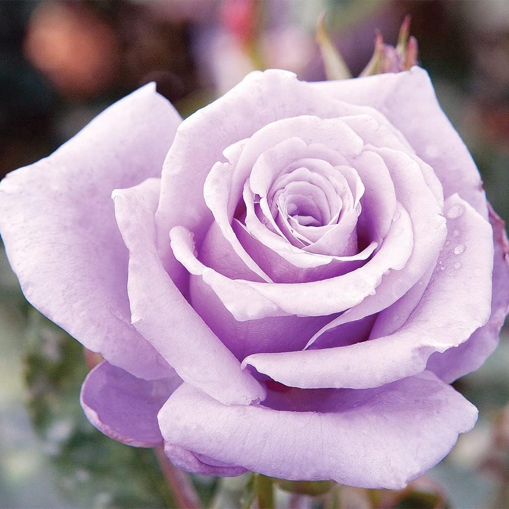 100 Rare Sterling Silver Rose Seeds Perennial Climbing Rosa Bush Vine Flower D3548