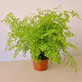 6" Pot Maidenhair Fern T26950