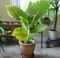 3 Bulbs Colocasia Esculenta B66502