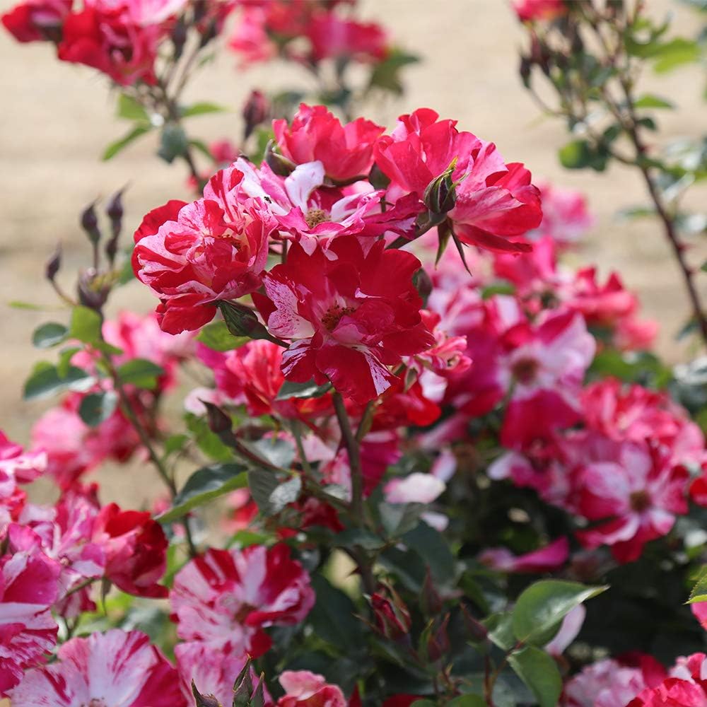 Red and White Climbing Rose Bush B449