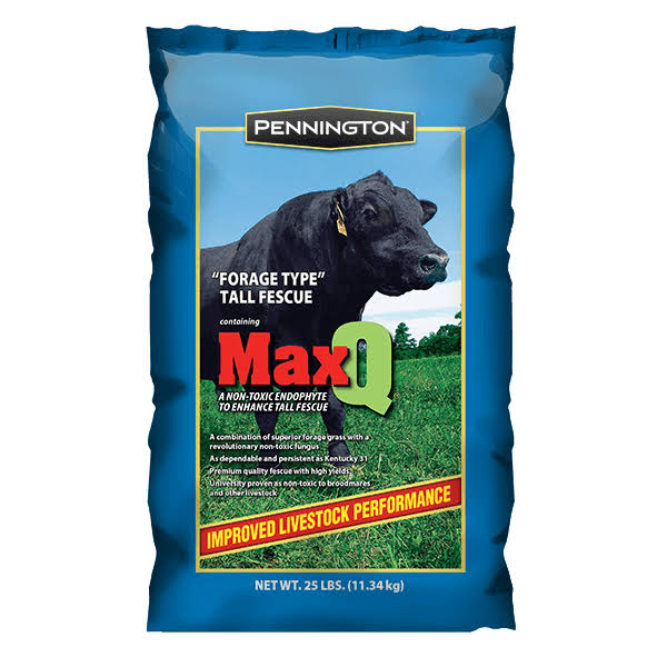MaxQ Jesup Forage Tall Fescue Q256291