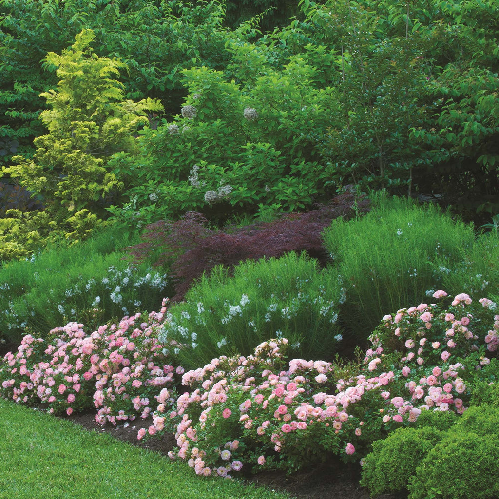 Peach Rose Live Shrub (2 Gallon) Q734109
