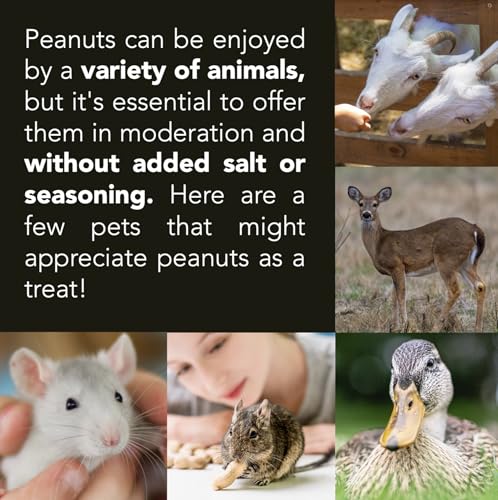 Raw Peanuts (50 LBS) Q154