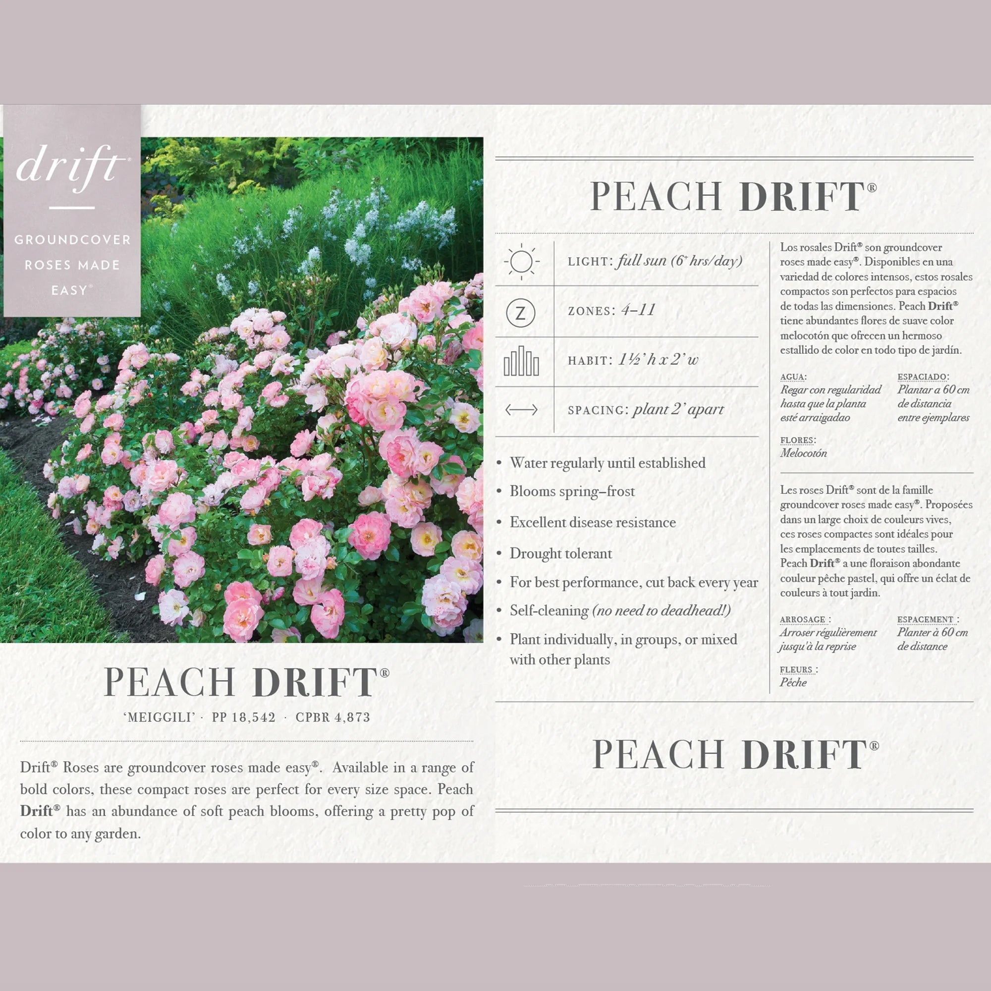 Peach Rose Live Shrub (2 Gallon) Q734109