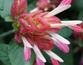 Red Shrimp Plant 5 to 7 Inch Tall Q765