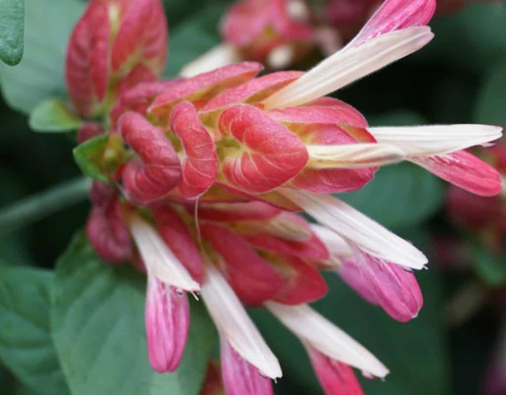 Red Shrimp Plant 5 to 7 Inch Tall Q765
