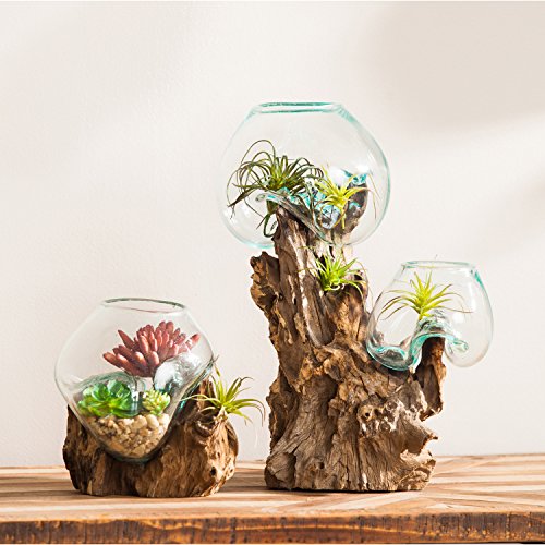 Blue Tinted Bubble Glass On Natural Teak Driftwood Terrarium L227
