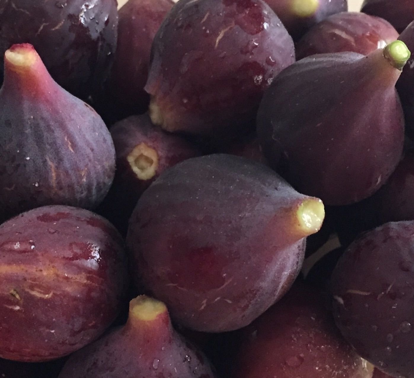 Black Mission Fig Live Potted Plant L381