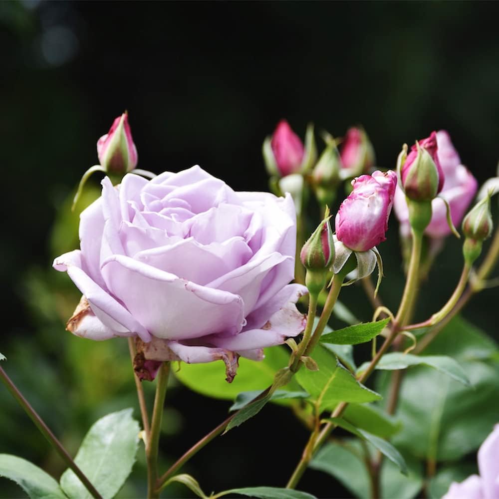 100 Rare Sterling Silver Rose Seeds Perennial Climbing Rosa Bush Vine Flower D3548