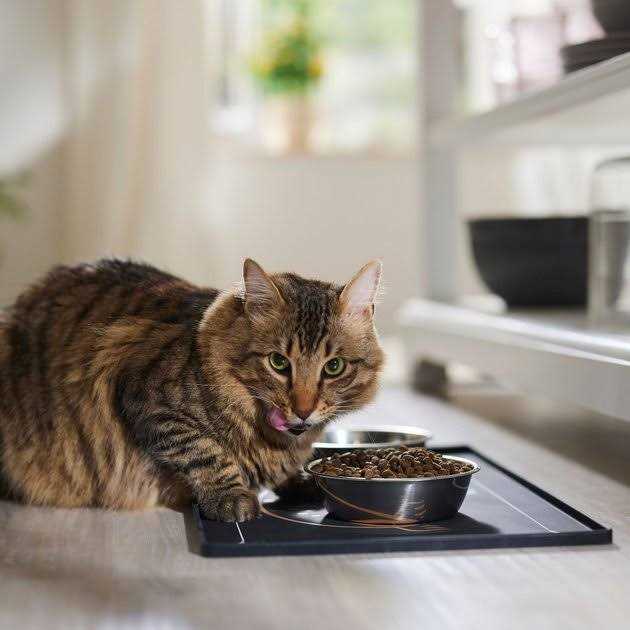 Grain Free Cat Dry Food Lamb & Blueberry D384