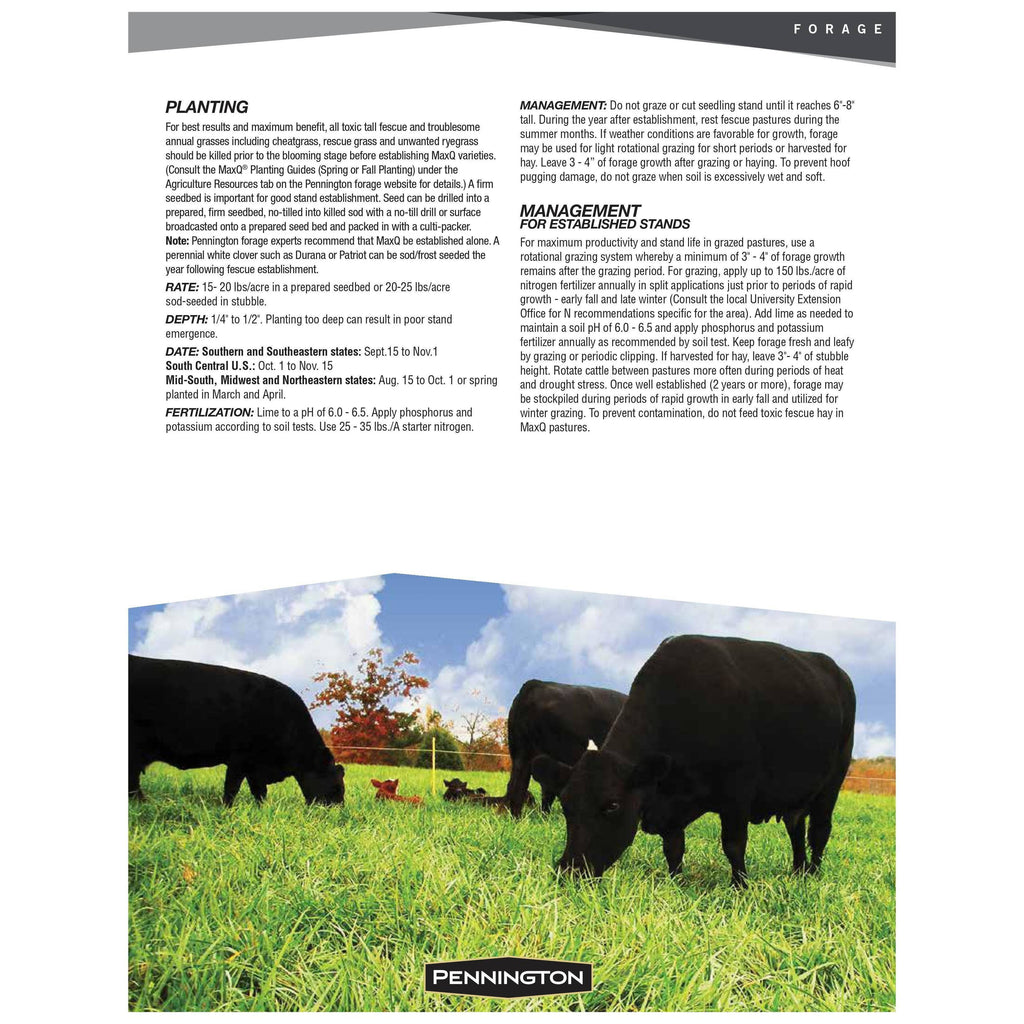 MaxQ Jesup Forage Tall Fescue Q256291