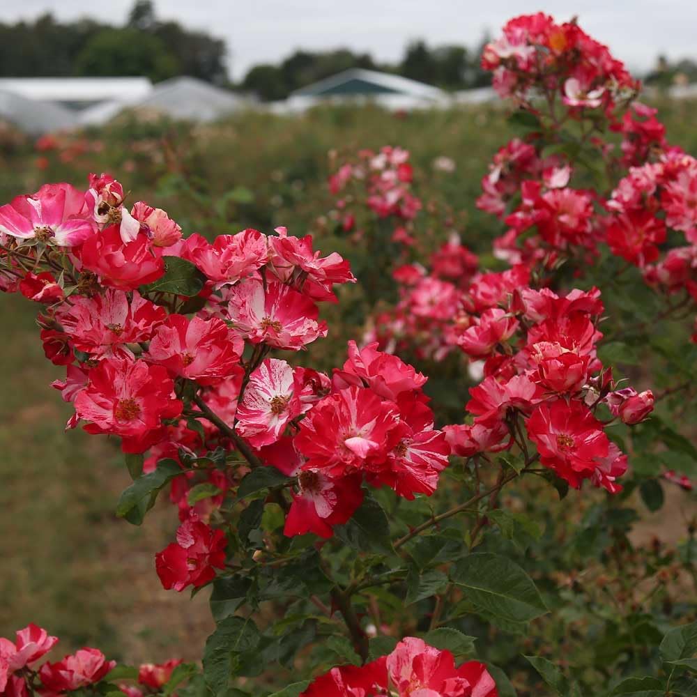 Red and White Climbing Rose Bush B449