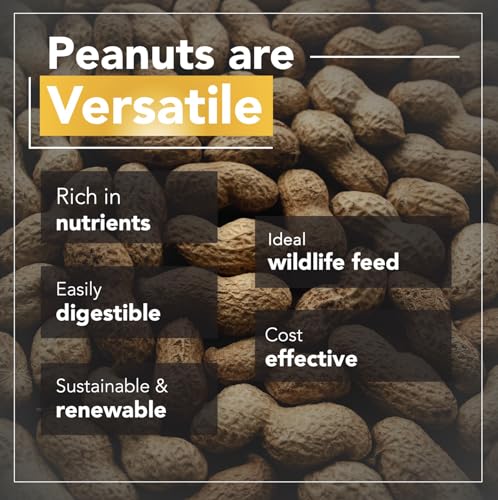 Raw Peanuts (50 LBS) Q154