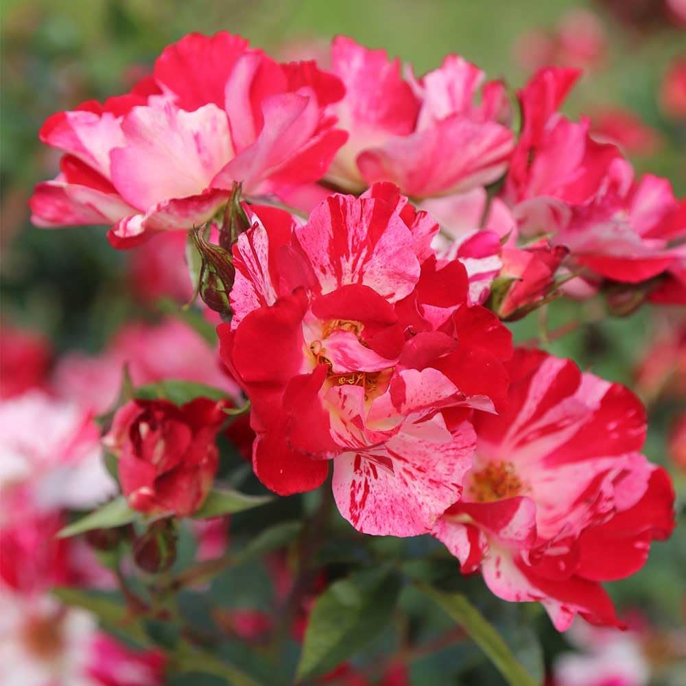 Red and White Climbing Rose Bush B449