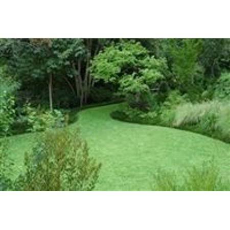 Kentucky 31 Tall Fescue Grass Seed - 20 lbs. Y9815